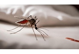 Kit disinfestazione con piretro anti-zanzare, pompa a pressione ed  insetticida